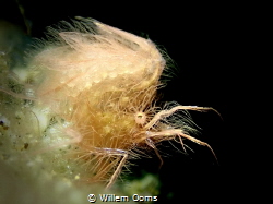 Hairy algae shrimp carrying eggs
Philippines, Dauin, Luc... by Willem Ooms 